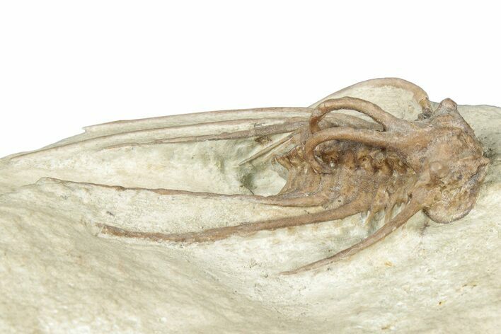 Bargain, Dicranurus Trilobite - Black Cat Mountain, Oklahoma #322580